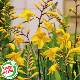 Sunglow Crocosmia Thumbnail